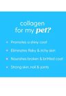 Skin And Coat Supplement For Dogs  Cats   Taily Liquid Collagen For Dogs   It   
