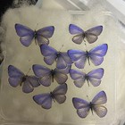 20 Real Small Blue Butterfly Specimens Spread Wings A1 a- Boxed 2 5-3cm