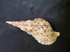Charonia Tritonis Natural Sea Shell  triton s Trumpet  9 5  Long