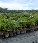 Plumeria Variegated  plants   1 Cutting    Drang Maya 10-12 Inches Collect Rare