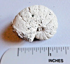 Rare Eocene Eutrephoceras Carolinensis Fossil Nautilus Seashell Castle Hayne Nc