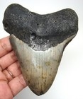 Megalodon Shark Tooth Real Fossil  - 4 33    - Shark Teeth - No Restorations
