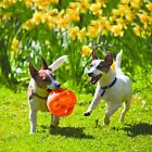 Kong Jumbler Ball Interactive Dog Toy Medium Large Tough Fetch Squeaker Toy