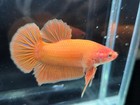 Live Betta Fish Giant Super Orange Hmpk Male Real Picture Quality Grade