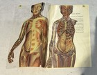 Vintage Videograf Human Body Anatomy Transparent Overlay Medical Illustration