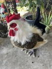 Hansa Creation Black And White Rooster 16    Inch Realistic Chicken Hand Crafted
