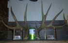 Whitetail Shed Set 152  Mainframe 8   Big    