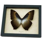 Giant Blue Gold Butterfly Morpho Cisseis Gahua Real Framed Taxidermy Display