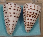 Conus Eburneus 2 Shells 36 40mm Tobaco Bay Luzon philippines