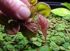 Red Root Floaters 30  Leaves High Grade Parasite Free Shrimp Tank Grown Indoors