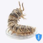 Carrion Crawler - Boneyard  26 D d Icons Of Realms Centipede Miniature