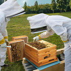 10-frame Beehive Starter Kit  Bee Hive Kit Dipped In Beeswax  Bee Hives Boxes St