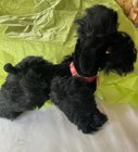 1950   steiff Poodle    snobby    Mohair Collar Hang Tags  Germany  Jointed 1950   s