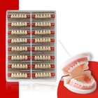 Dental Acrylic Resin Denture Teeth Upper Lower Full Set 28p Tooth Care Whitening