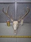 Wild 7 Point Whitetail Deer Antler Horn Skull European Mount Man Cave 107-4 Buck