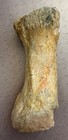 Brontosaurus Dinosaur Foot Bone