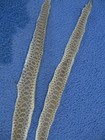 2 Rattlesnake Skin Small Prairie Rattle Snake Hide Dry Tanned Wrap Pen Blanks W3