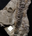 Extremely Rare Big Macrostachya Carboniferous Plant Fossil Calamite Cone   Twig