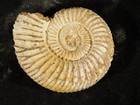 111 Million Year Old  White Ribbed Ammonite Fossil With Stand 50 6gr