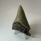 Megalodon Shark Tooth 3 00 Inch - Sharp - Serrated Fossil - Authentic 19952