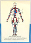 Vintage Illustrated Diagram Circulation Human Anatomy Biology Science Key Guide