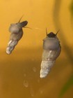 25 Live Malaysian Trumpet Snails Algae Eaters  Freshwater read Description Plz