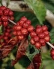 2  5  10-lb Papua New Guinea Fresh Roasted Coffee Whole Bean  Ground - Arabica
