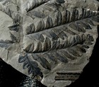 Mariopteris Nervosa - Beautiful  Big Carboniferous Fossil Tree Fern