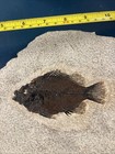 Fossil Fish In Stone Matrix Display Plate Natural Specimen
