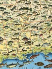 1957 Sportsmens Fishing Map Of The United States - Vintage Fishing Print - 24x32