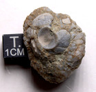 Geodized Platycrinites Crinoid Calyx Mississippian Fossil Kentucky Fort Payne Fm