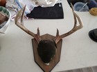 Vintage Whitetail Deer Antler Mount