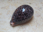 F Cypraea Pantherina  Red Sea Shell Very Nice Collour Glossy F    f    93 5mm