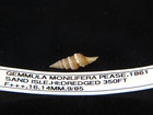 Gemmula Monilifera  One Of My Largest darkest Ever   16 14mm From 350ft Hawaii 