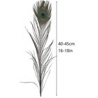 Natural Peacock Feathers 16-18inch For Home Decor Flower 10pcs - Upgrade 