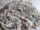 1 75 Lbs White Rambouillet Wool Raw Wool Fiber Fleece
