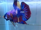 Betta Nemo Koi Male Multi Live Fish Usa High Quality  299