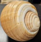 Tonna Shell Large Approximately 5 5  X 7  X 4 5  Beautiful Seashell