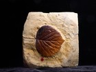 Belle Of The Ball Leaf Fossil  Morton Co   Montana