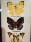 Framed Insect Taxidermy Display With Assorted Real Butterflies Including The
