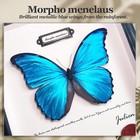 Real Framed Butterfly Specimen - Preserved Blue Morpho Butterfly Taxidermy  m   