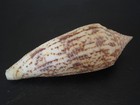Huge hard2get   conus Australis 87 4mm   taiwan Seashell
