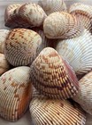 Giant Cockle Seashells Rare Large Brown Beach Decor Diy Crafts Ocean Sea Shells