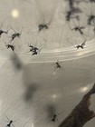 1 L2 Live Spiny Flower Praying Mantis Nymph Feeder Insect 