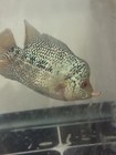 Flowerhorn Cichlid Live Freshwater Tropical Fish - Aggressive Male   3 5 Inches
