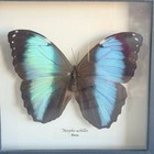 Morpho Achilles Peru Butterfly Specimen Blue Taxidermy Mounted Framed 7 5   x7 5   