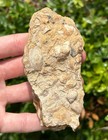 Woodbine Formation Fossil Hash Plate Gastropods Bivalves Texas Cretaceous Matrix