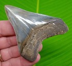 3 32    Megalodon Shark Tooth  Real Fossil - Georgia  Usa - No Restorations