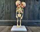 2 Headed Fetal Skeleton  Conjoined Twins Skeleton Model  2 Head Baby  Oddities