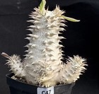 1 3 5pcs Rare Cacti Pachypodium Densiflorum Wholesale Boutique Decor Sale